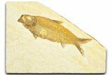 Detailed Fossil Fish (Knightia) - Wyoming #360700-1